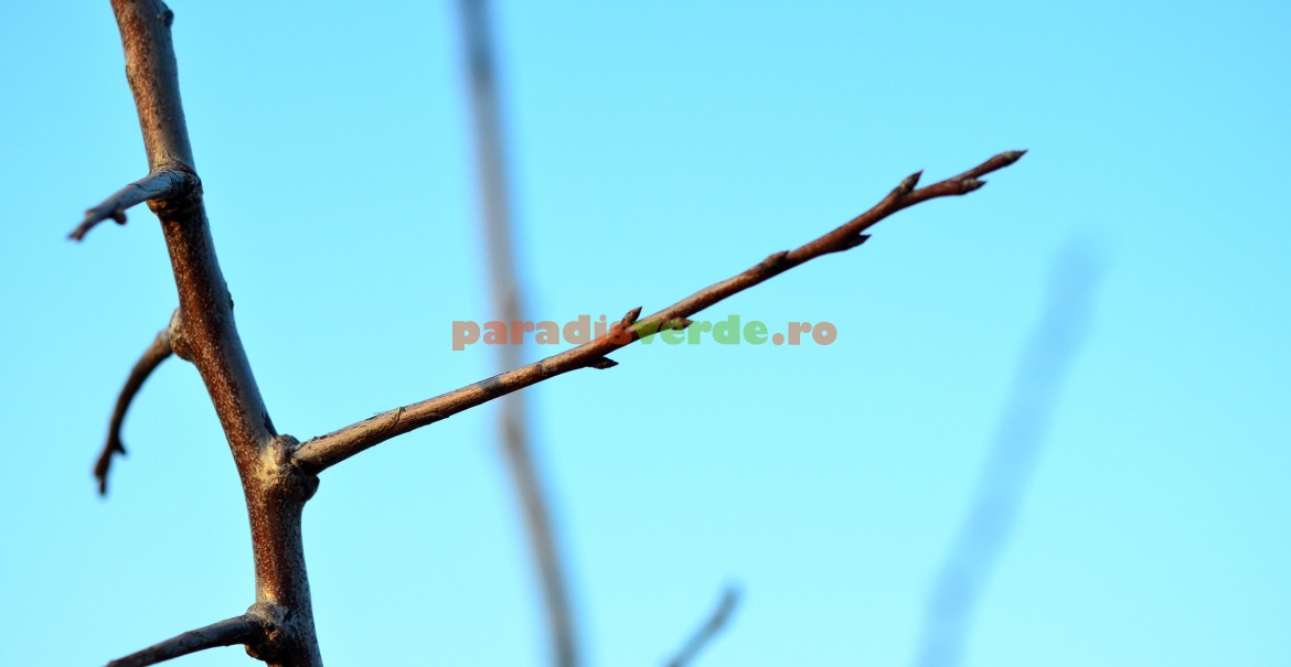 Smicea - ramură prefloriferă de prun