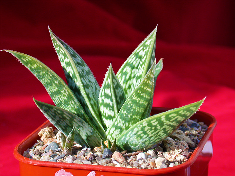 mother earth aloe vera PLANTS – Mother Earth Gardens main image 0
