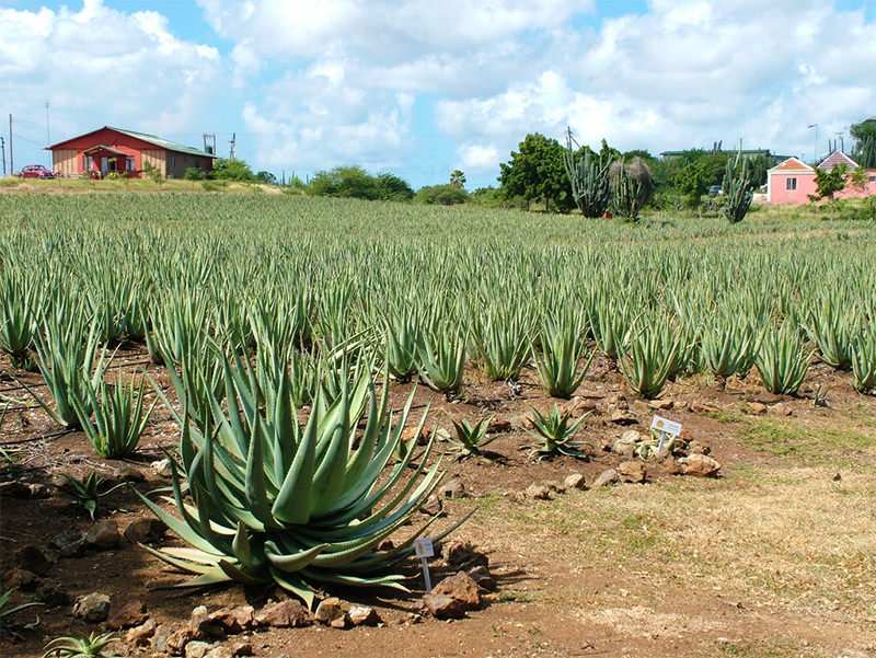 die blaue agave Agave ovatifolia 'Frosty Blue' – Cistus Nursery