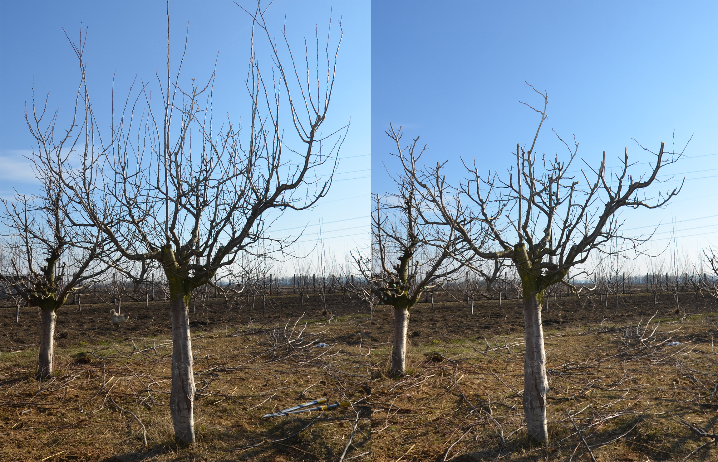 Satura Posteritate rază  Imagini comparative cu pruni maturi, înainte și după tăieri | Paradis Verde