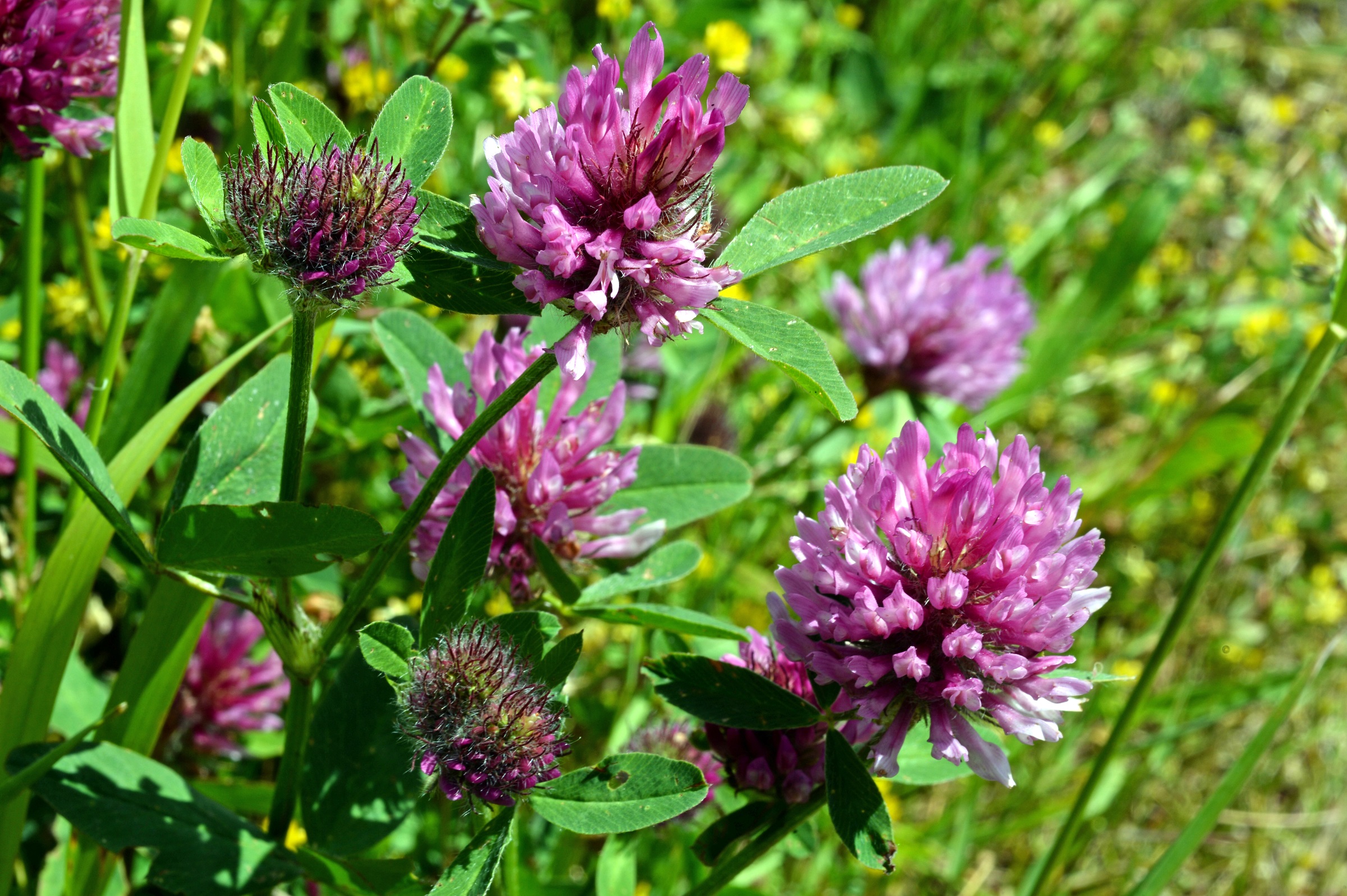 Tratamentul articulației de trifoi, Red Clover Blossoms (Trifoi roșu), Secom, 100 cps