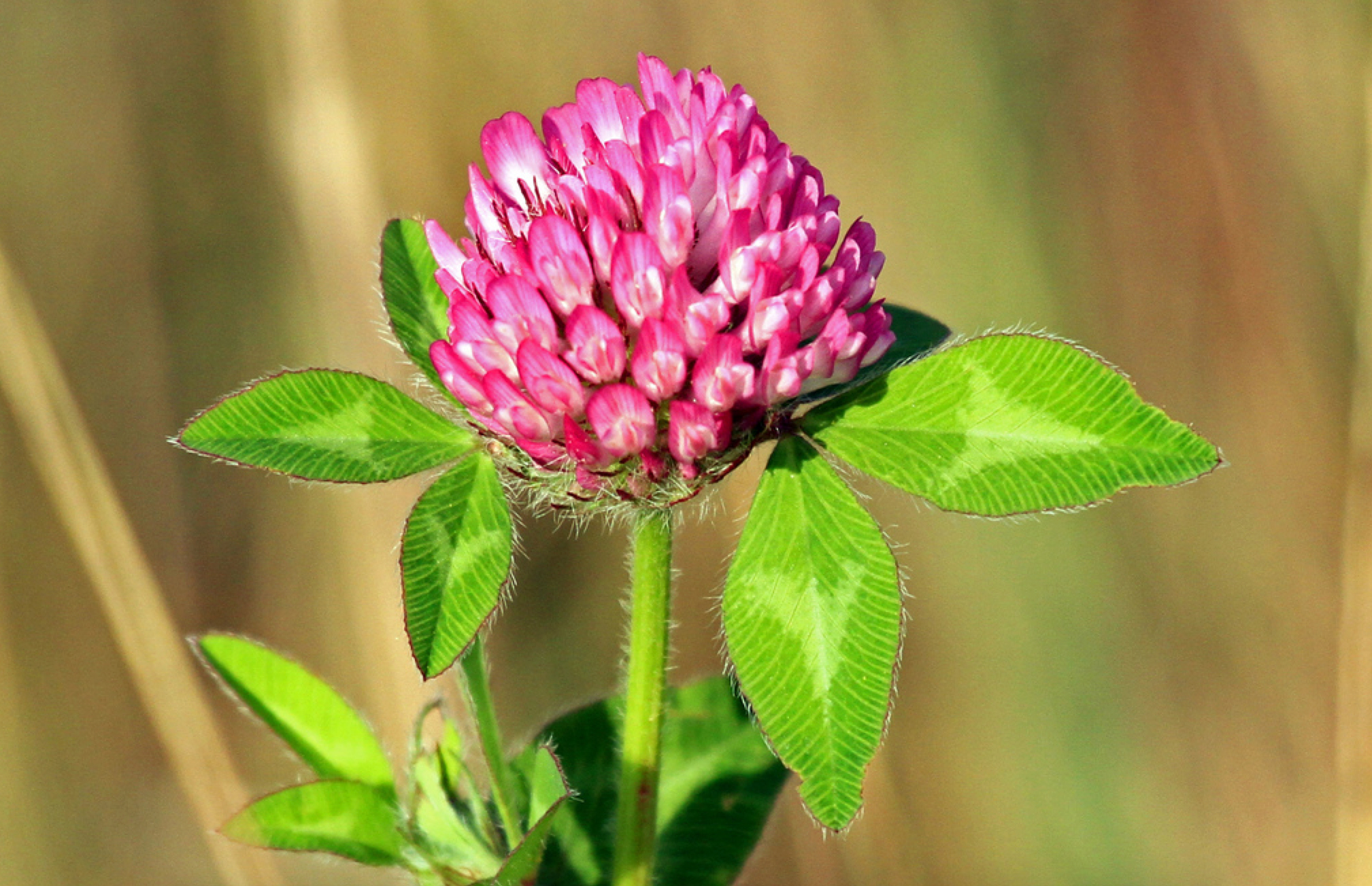 Tratamentul articulației de trifoi, Red Clover Blossoms (Trifoi roșu), Secom, 100 cps