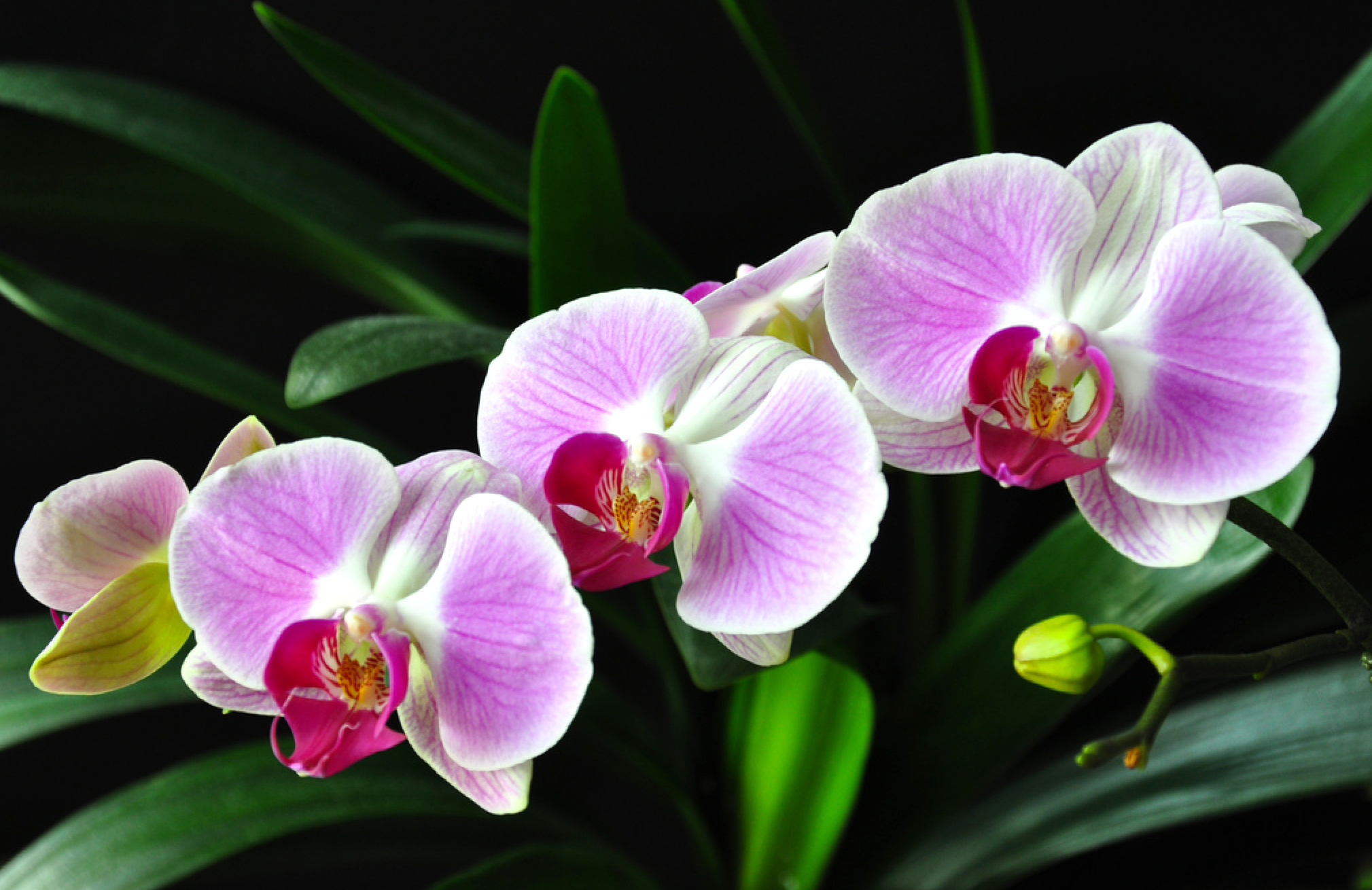9 reguli pentru udarea corectă a orhideelor | Paradis Verde