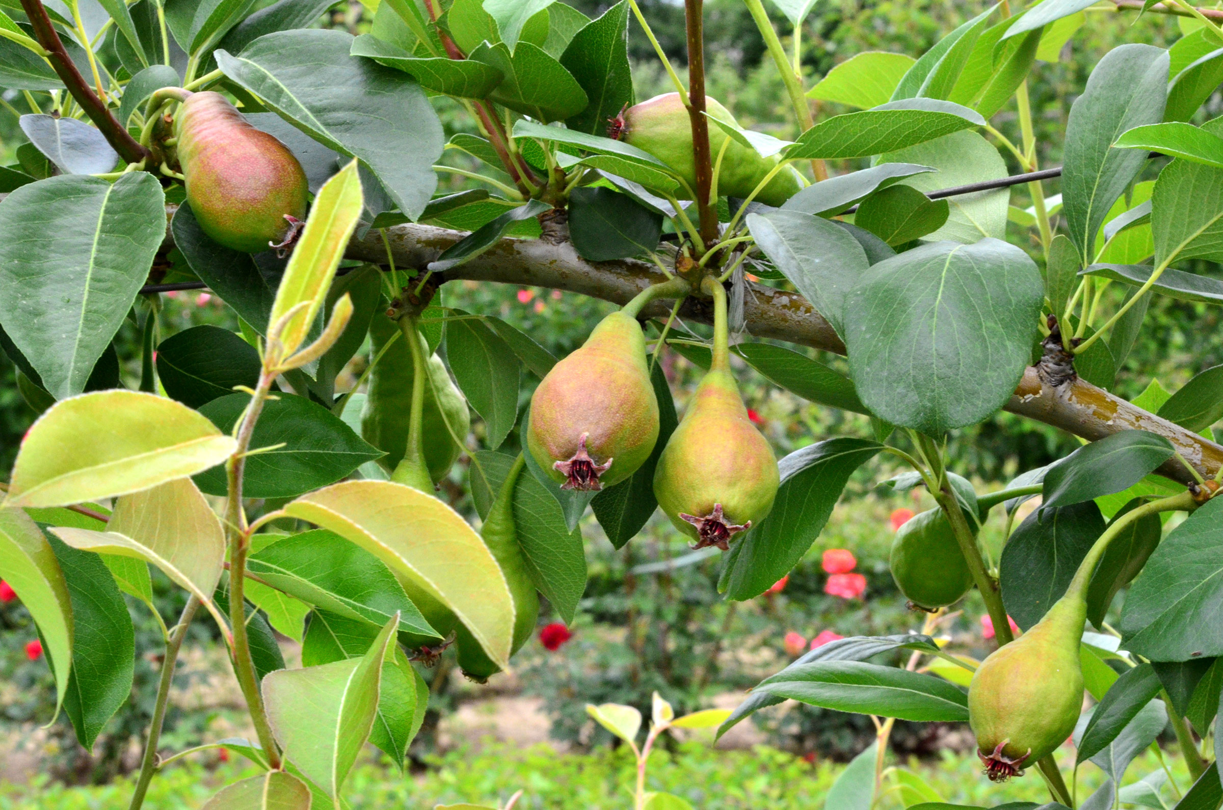 Lucrări și tratamente PĂR fructul are 2,5 - 3 cm diametru (la avertizare) | Paradis Verde