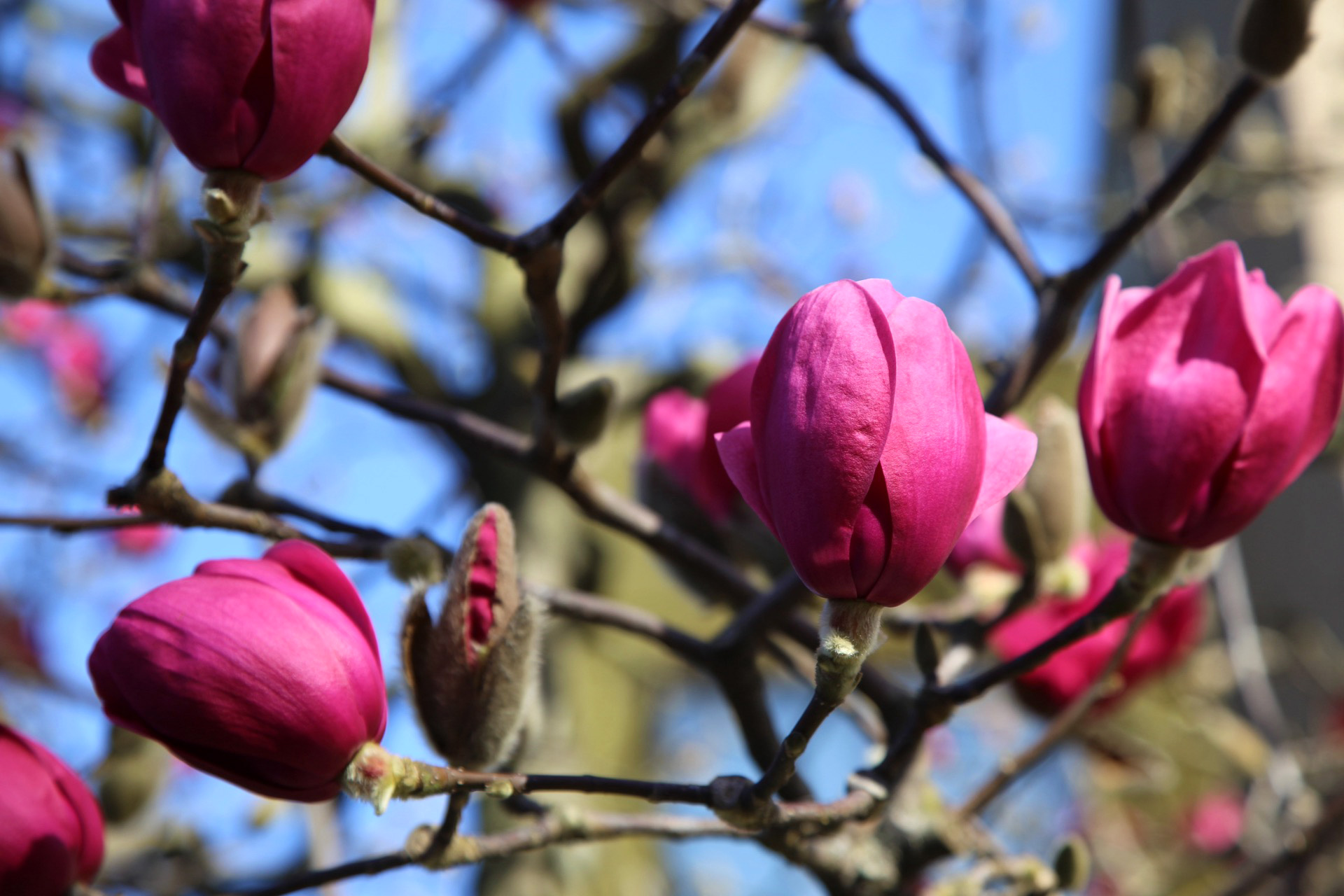 Extract din boboci de magnolie - Magnolia Officinalis MG=D1 (50 ml), Plantextrakt