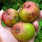 Fructe atacate de viermele mărului