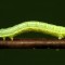 Larva de cotar verde