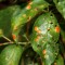 Frunze de prun îmbolnăvite de pătarea roșie