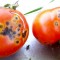 Cicatricele pătării pustulare rămase pe tomate mature