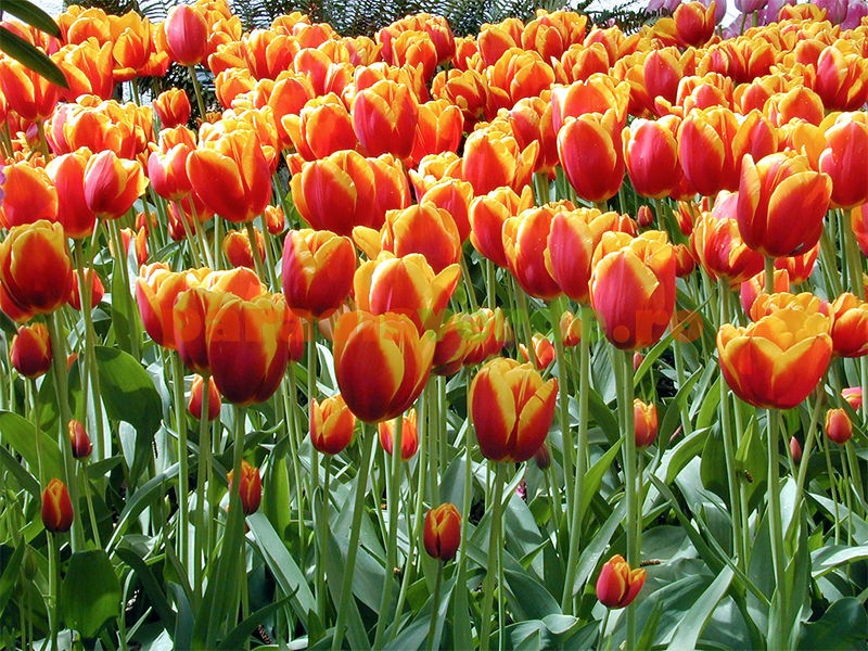 Nu UitaÈi SÄ PlantaÈi Bulbii Florilor De PrimÄvarÄ Paradis Verde