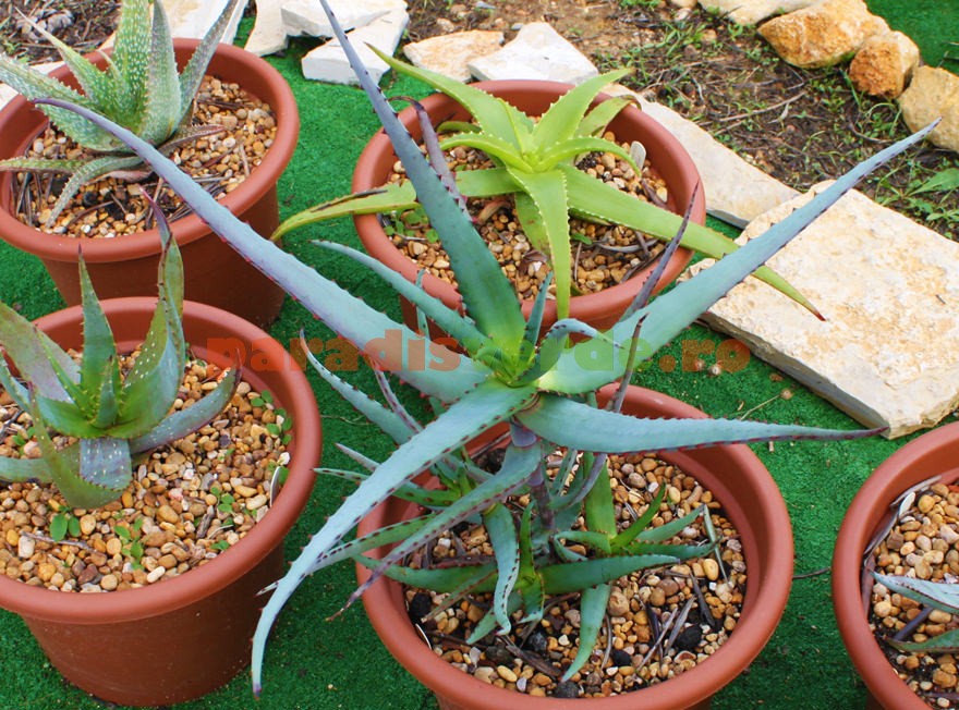 substrat alocasia zebrina 4