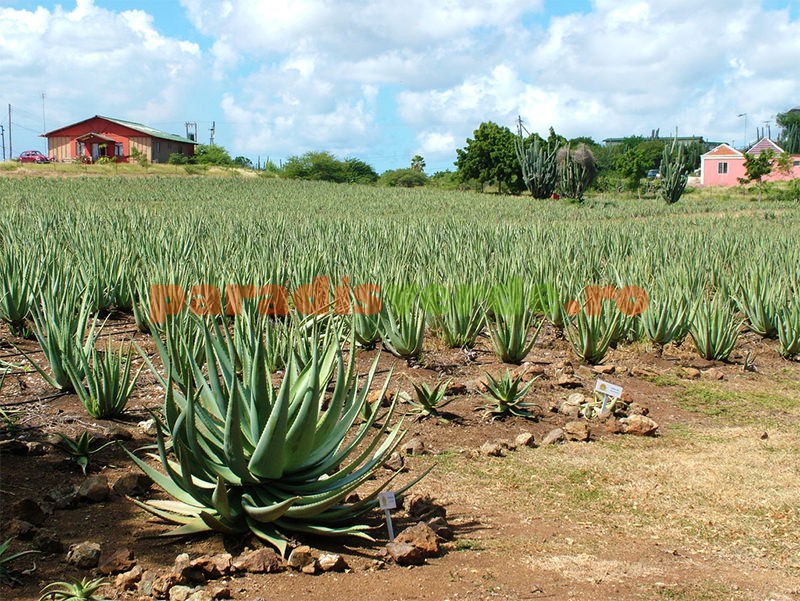 masca de fata cu aloe vera si bicarbonat Masca reparatoare pentru păr și scalp, cu Aloe Vera și Ulei de Măsline BIO  – LIFE CARE main image 0