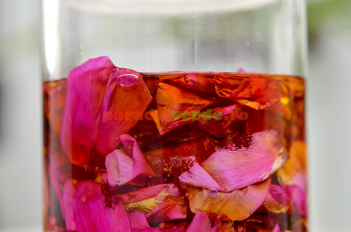 uleiul de trandafir de ulei varicoza