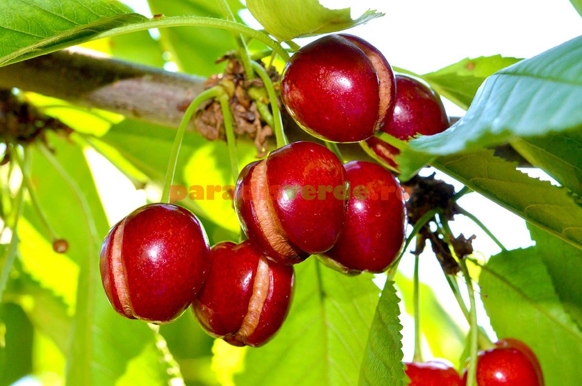 De Ce Crapă Ciresele Paradis Verde