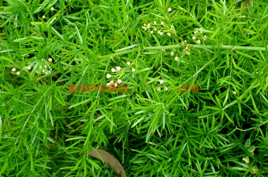 Asparagus Paradis Verde