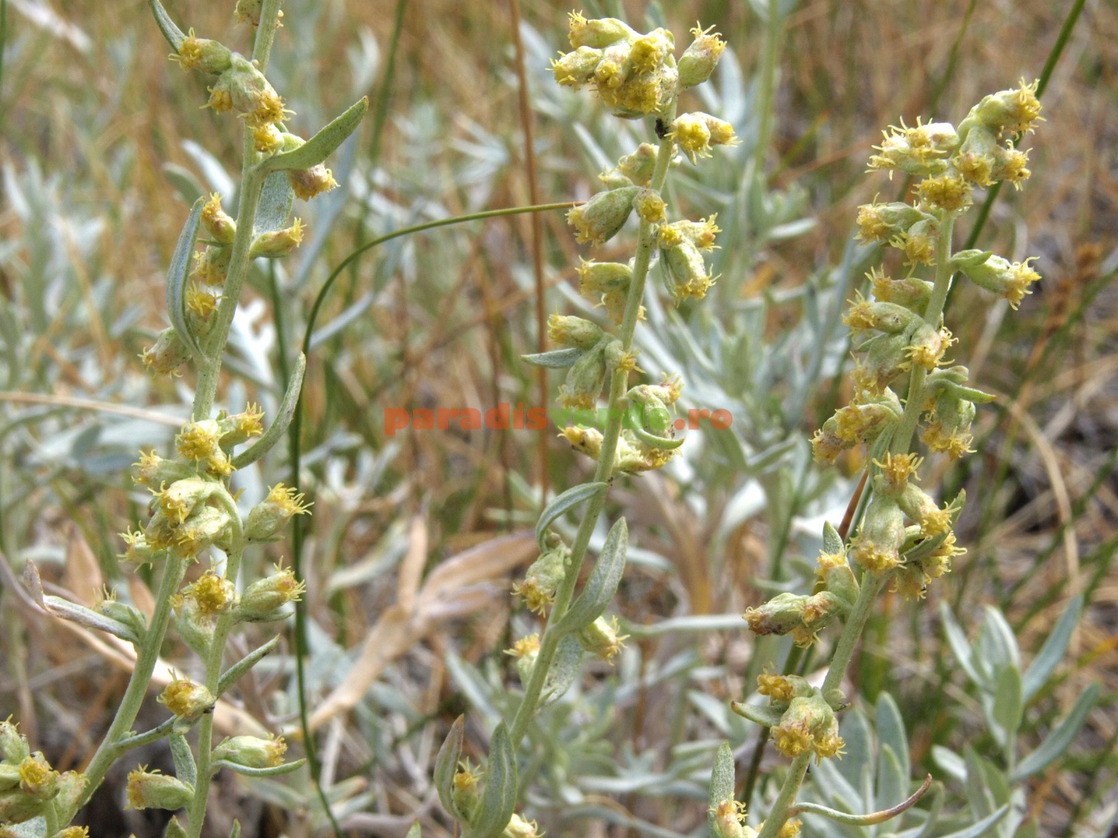 Cand și Cum Se Recoltează Pelinul Pentru Utilizări Medicinale Paradis Verde