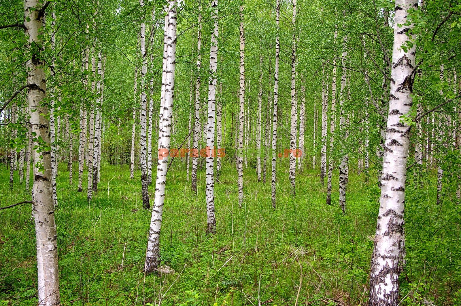 Mesteacăn alb - descriere copac, fotografii și video. Arborele de mesteacan descrie