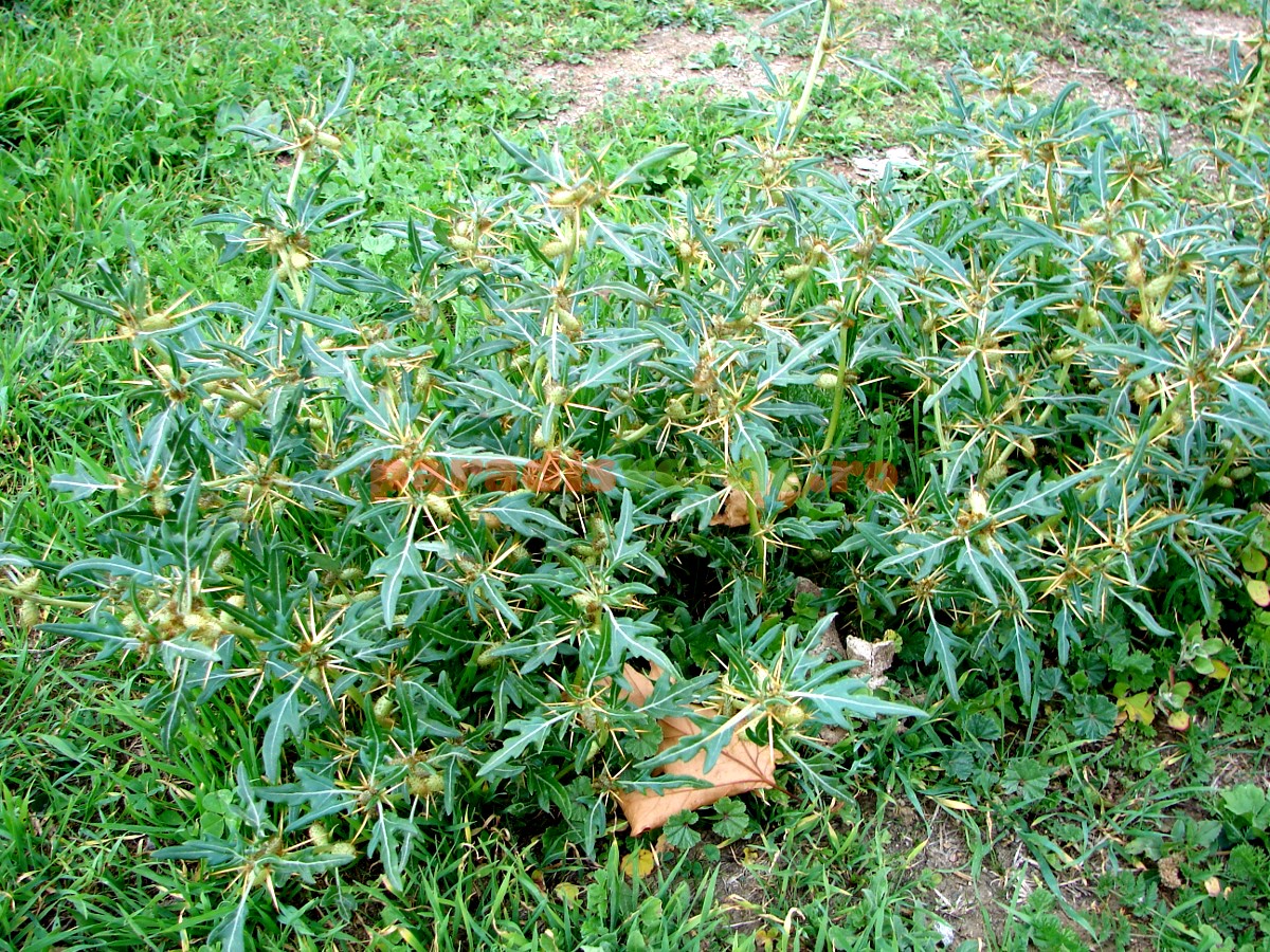 plante medicinale în tratamentul prostatitei tratamentul prostatitei yarsagumba