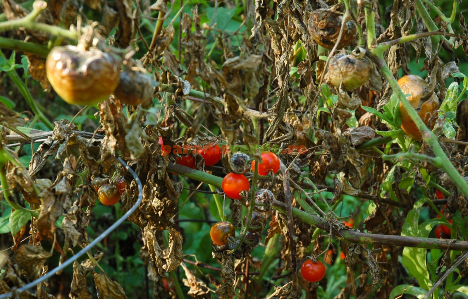 Mana Tomatelor Lămuriri Soluții Bio și Toate Tratamentele