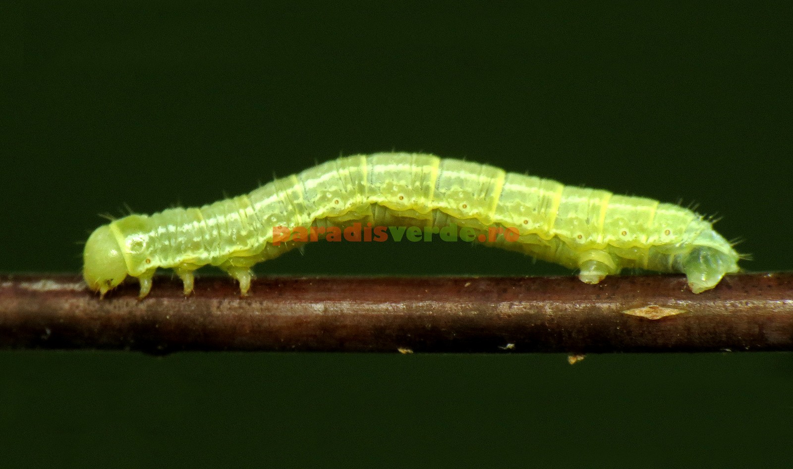 vierme mare verde ce să faci cu papilomele de pe corp