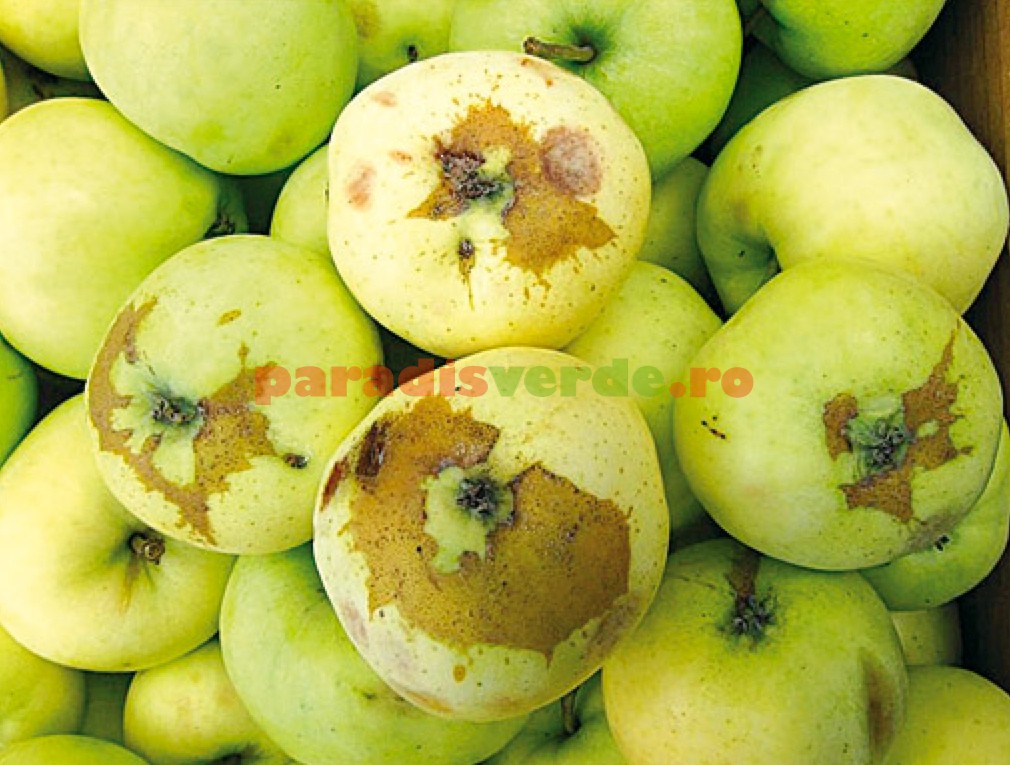 tratamentul artrozei cu un măr adam)