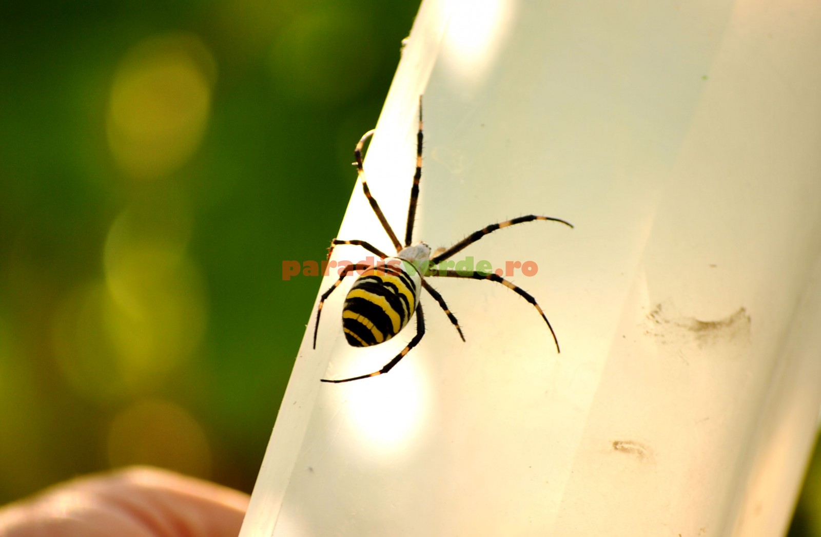 insecte și păianjeni paraziti trippanosomatide)