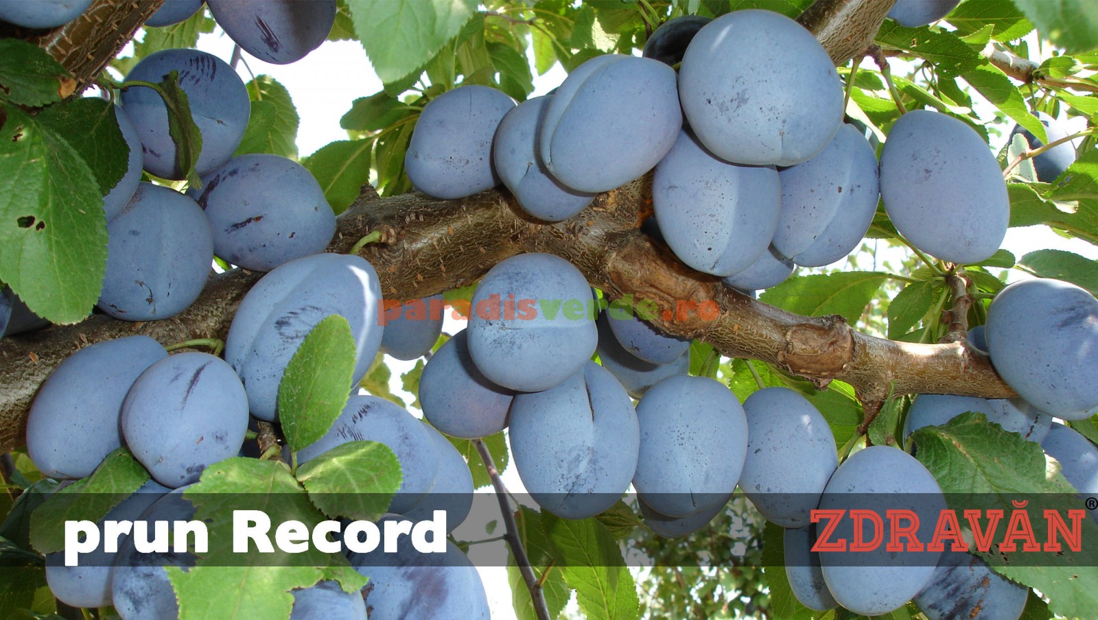 Ghid de inițiere pentru înființarea unei livezi familiale cu meri, peri ...