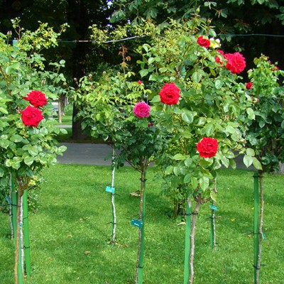 Trandafiri pomişori în Grădinile Mirabelle din Salzburg
