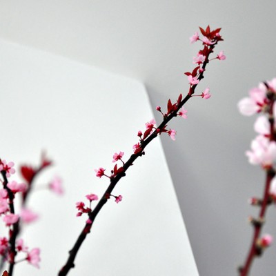 Ramuri de prun şi piersic înflorite în casă, la începutul lui martie: o splendoare!