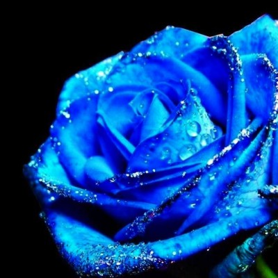 Un splendid trandafir albastru obţinut în ...Photoshop!