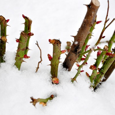 Chiar surprinşi de zăpadă cu mugurii porniţi în vegetaţie, trandafirii sunt puţin afectaţi.