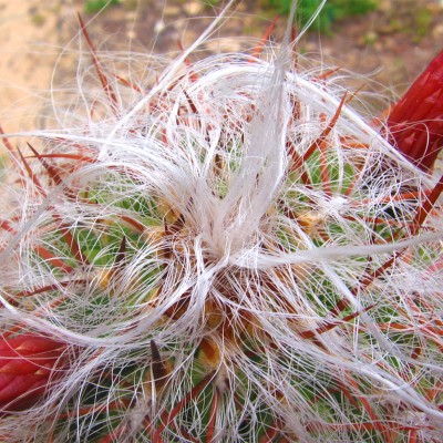 Cactusul lânos înflorește uimitor de frumos!