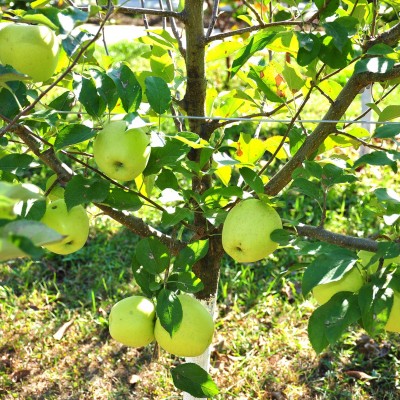 Culese în această fază, merele Golden Delicious vor rămâne verzi
