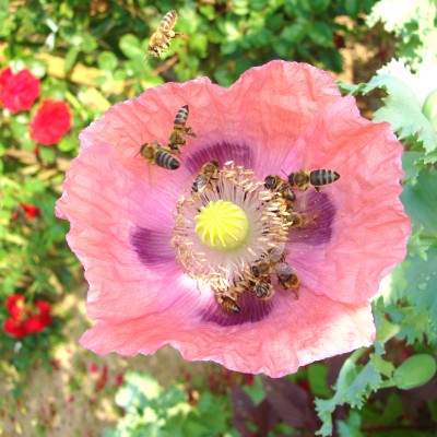 Florile de mac, foarte apreciate de albine