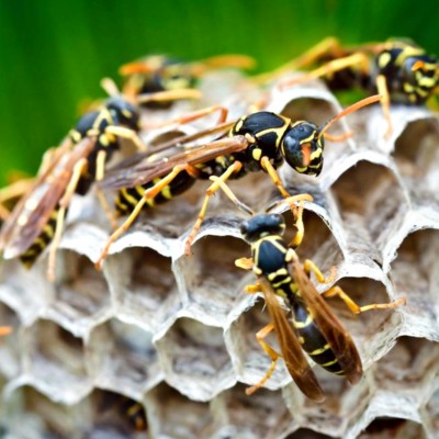 Cuib de viespi