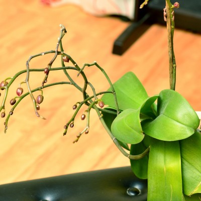 O orhidee mulțumită de lumina pe care o primește