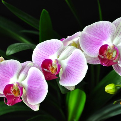 Udarea corectă, foarte importată pentru înflorirea orhideelor