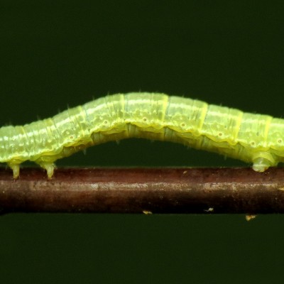 Larva de cotar verde