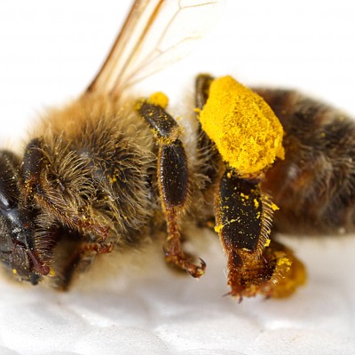 Albină moartă
