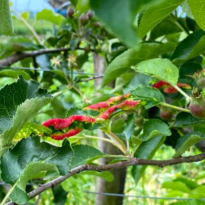 Frunze de măr bășicate și înroșite