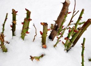 Chiar surprinşi de zăpadă cu mugurii porniţi în vegetaţie, trandafirii sunt puţin afectaţi.