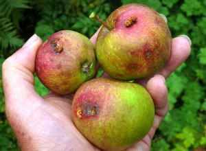 Fructe atacate de viermele mărului