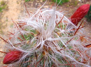 Cactusul lânos înflorește uimitor de frumos!
