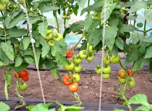 Tomatele defoliate au un aspect foarte îngrijit.