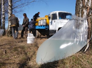Recoltarea sevei de mesteacăn în Belarus