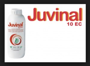Juvinal 10 EC