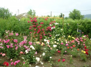 Grădină tânără de trandafiri