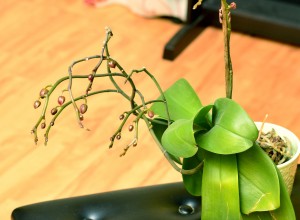 O orhidee mulțumită de lumina pe care o primește