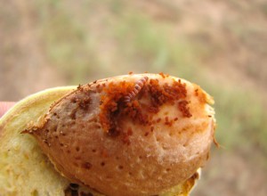 Molia vărgată a piersicului: larvă atacând fructul