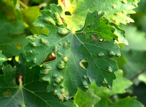 Umflături pe frunza de vie, cauzate de acarianul galicol